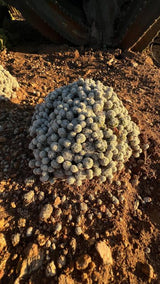 Mammillaria gracilis fragilis - (Thimble Cactus)