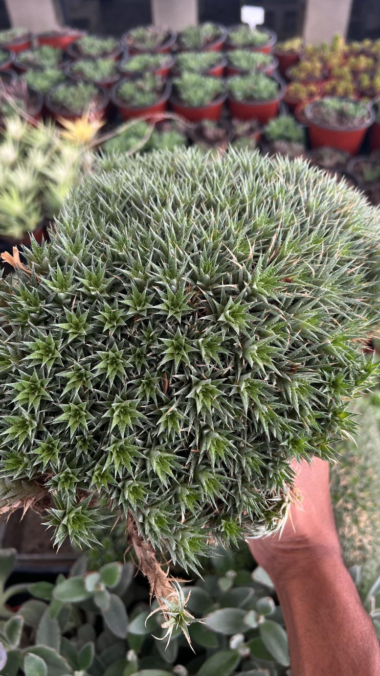Deuterocohnia brevifolia - Cushion Plant 6" pot