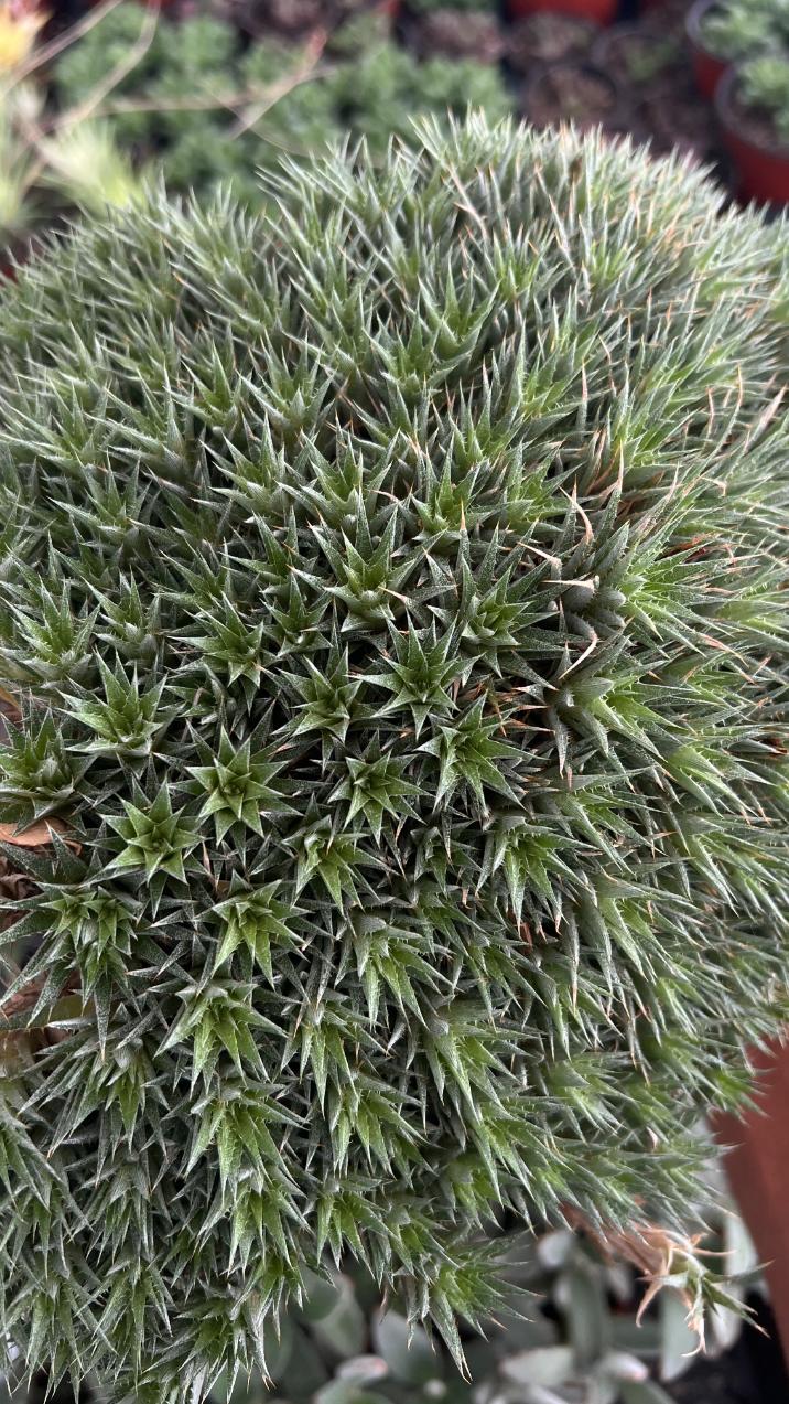 Deuterocohnia brevifolia - Cushion Plant 6" pot