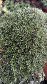 Deuterocohnia brevifolia - Cushion Plant 6" pot