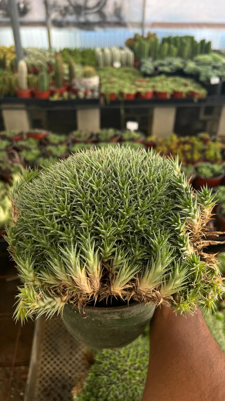 Deuterocohnia brevifolia - Cushion Plant 6" pot