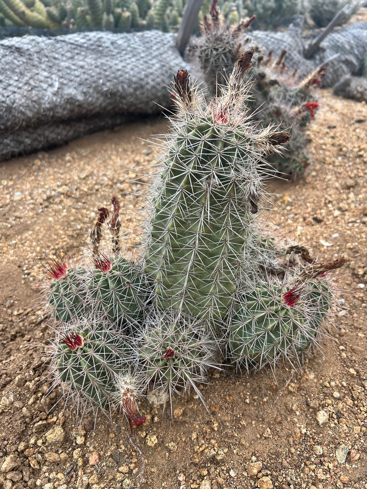 Claret Cup (Hedgehog) Cactus - Echinocereus Triglochidiatus
