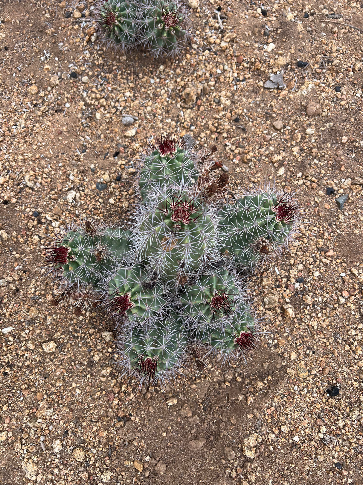 Claret Cup (Hedgehog) Cactus - Echinocereus Triglochidiatus