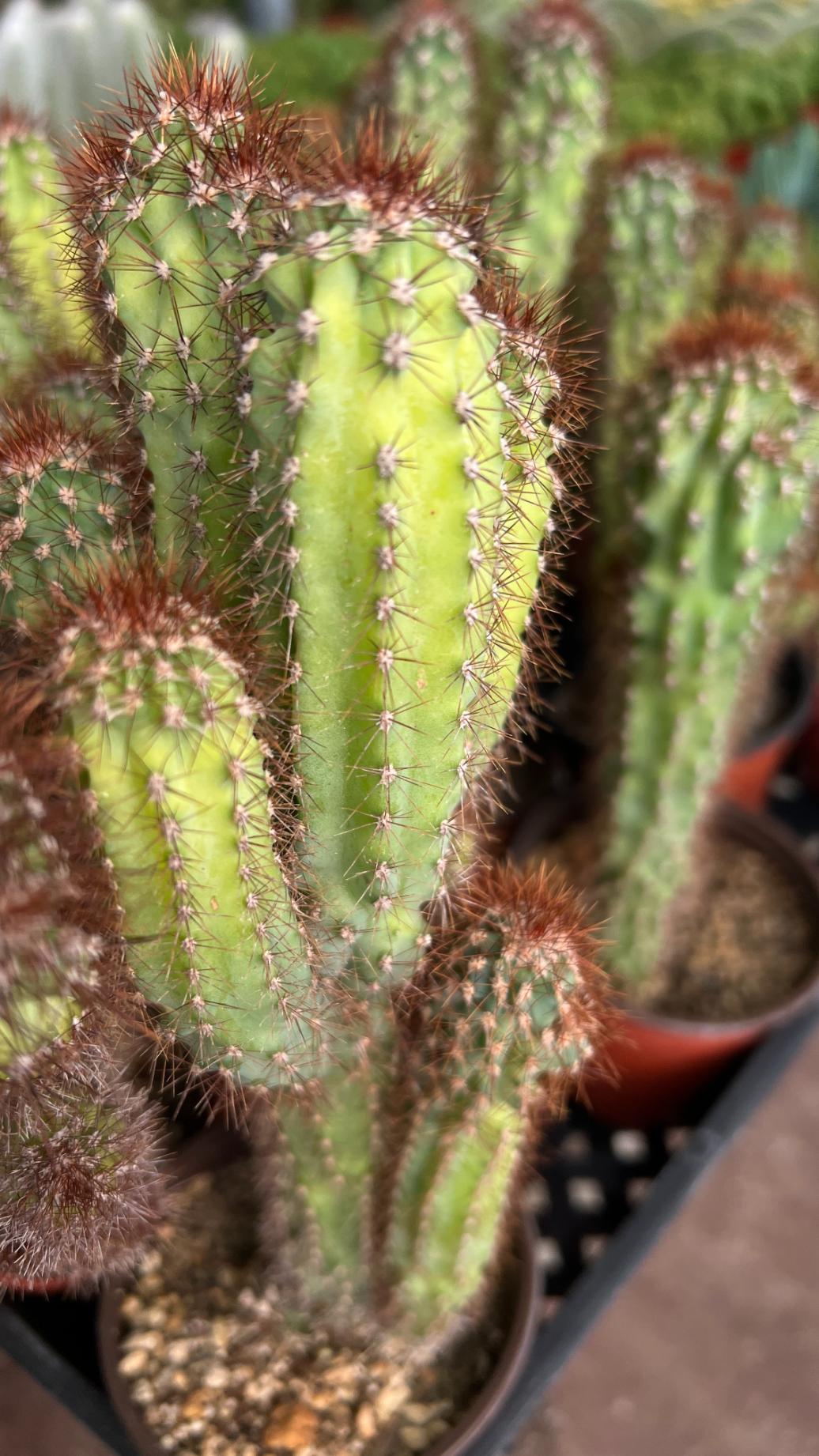 Cereus repandus f. monstrose  - (Monstrose Apple Cactus)