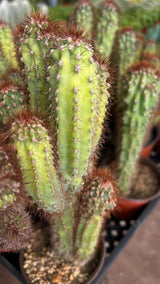 Cereus repandus f. monstrose  - (Monstrose Apple Cactus)