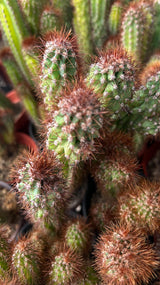 Cereus repandus f. monstrose  - (Monstrose Apple Cactus)