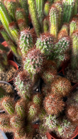 Cereus repandus f. monstrose  - (Monstrose Apple Cactus)