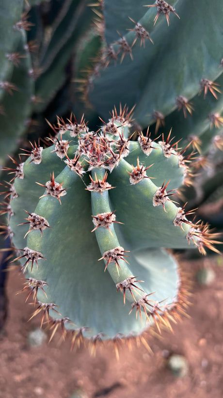 Cereus peruvianus spiralis - Spiral Cactus