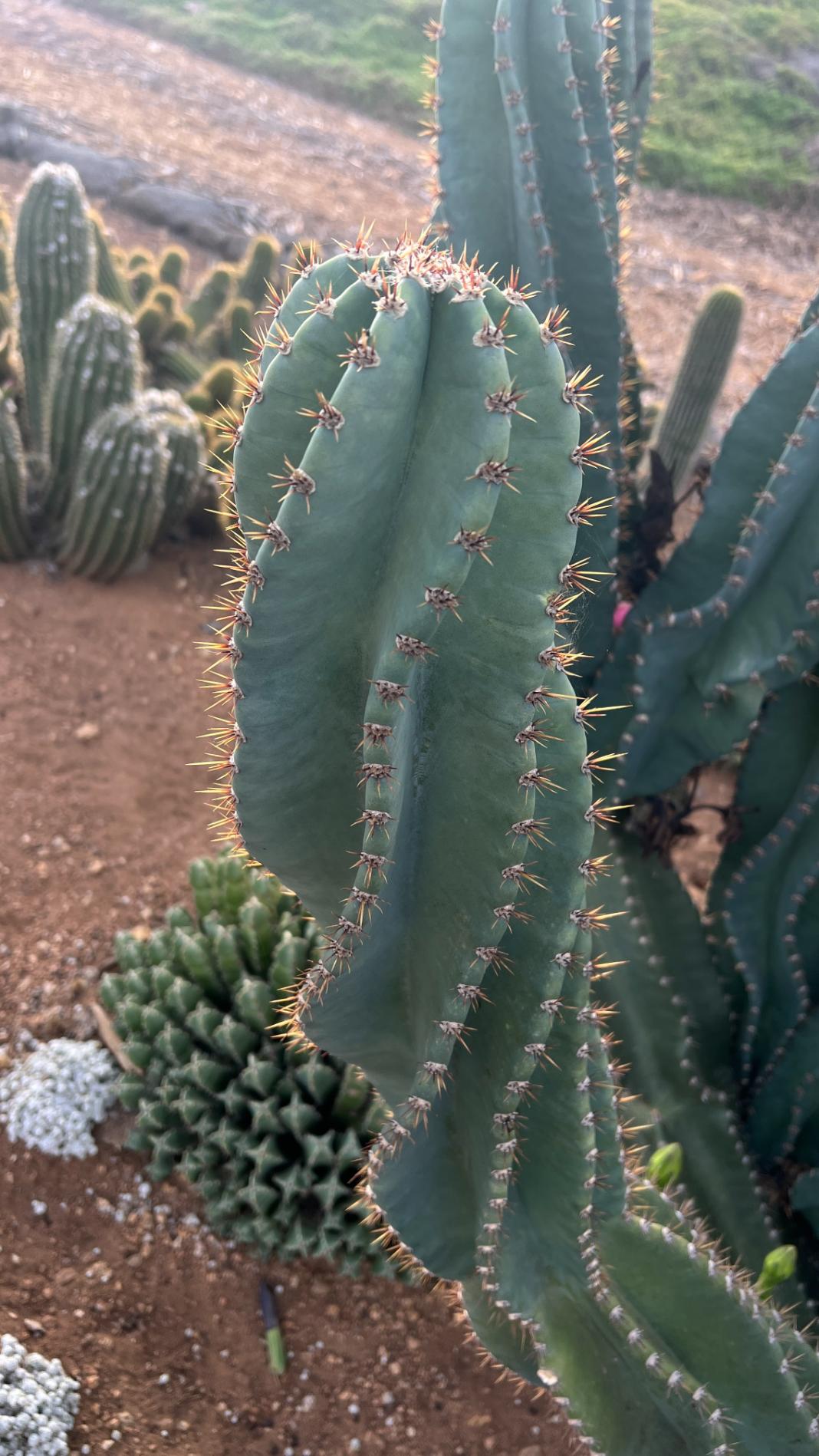 Cereus peruvianus spiralis - Spiral Cactus