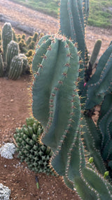 Cereus peruvianus spiralis - Spiral Cactus