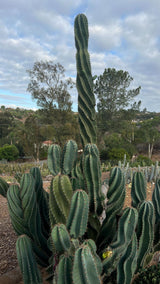 Cereus peruvianus spiralis - Spiral Cactus