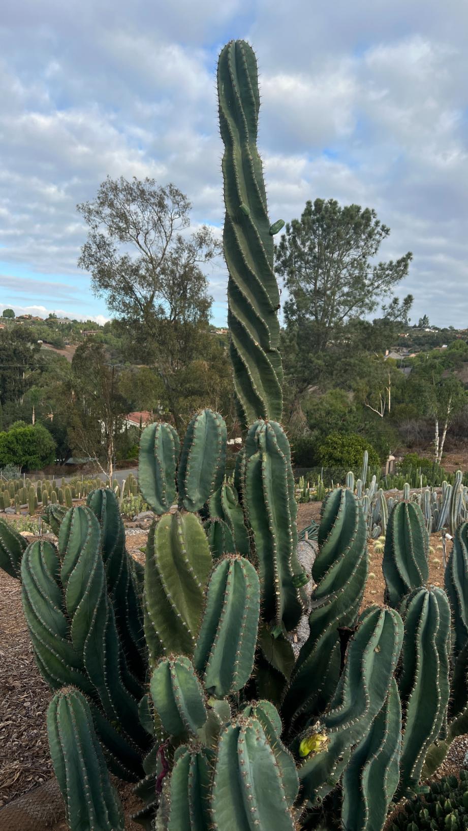 Cereus peruvianus spiralis - Spiral Cactus