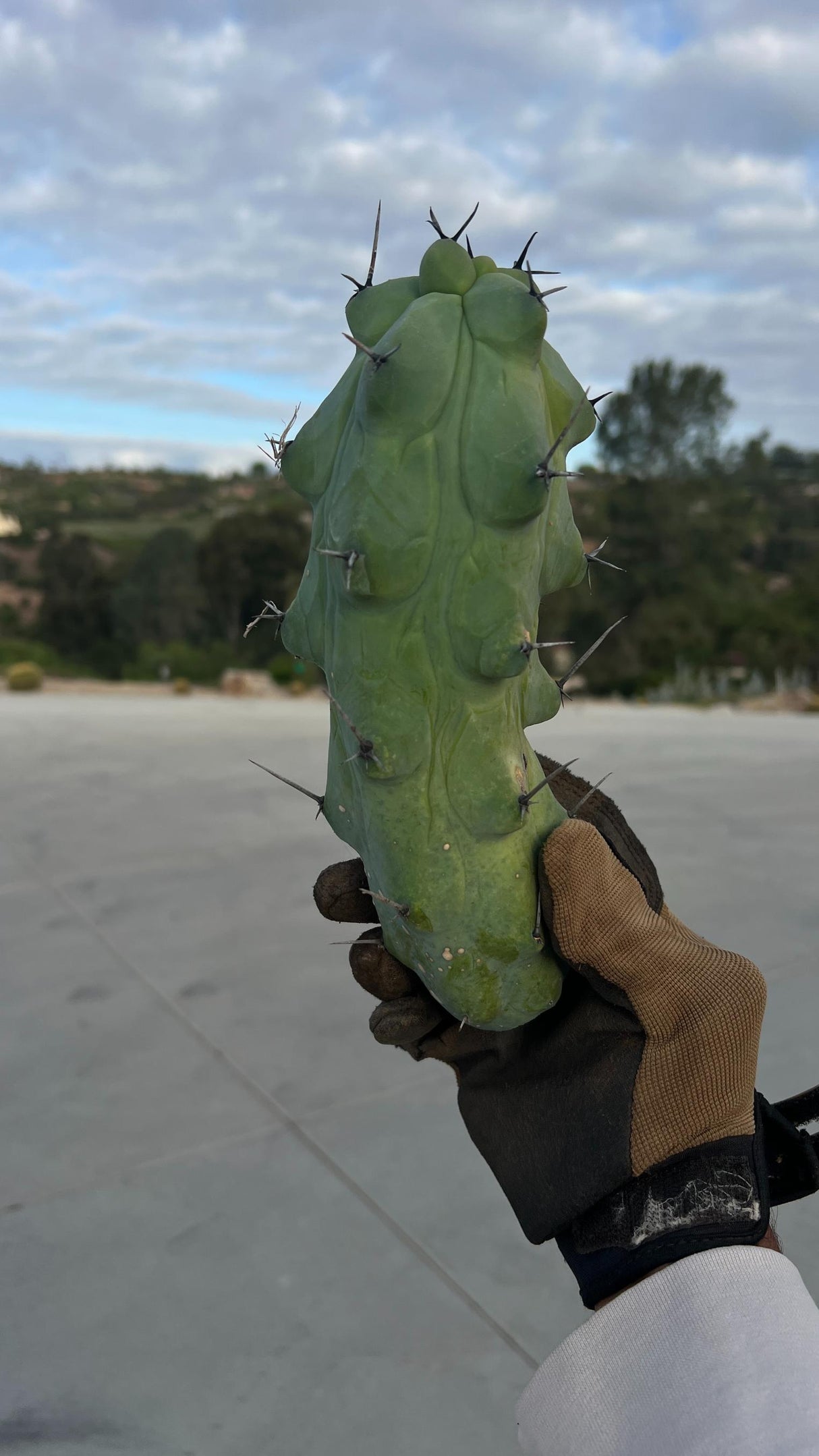 Myrtillocactus geometrizans fukurokuryuzinboku - Boobie Cactus