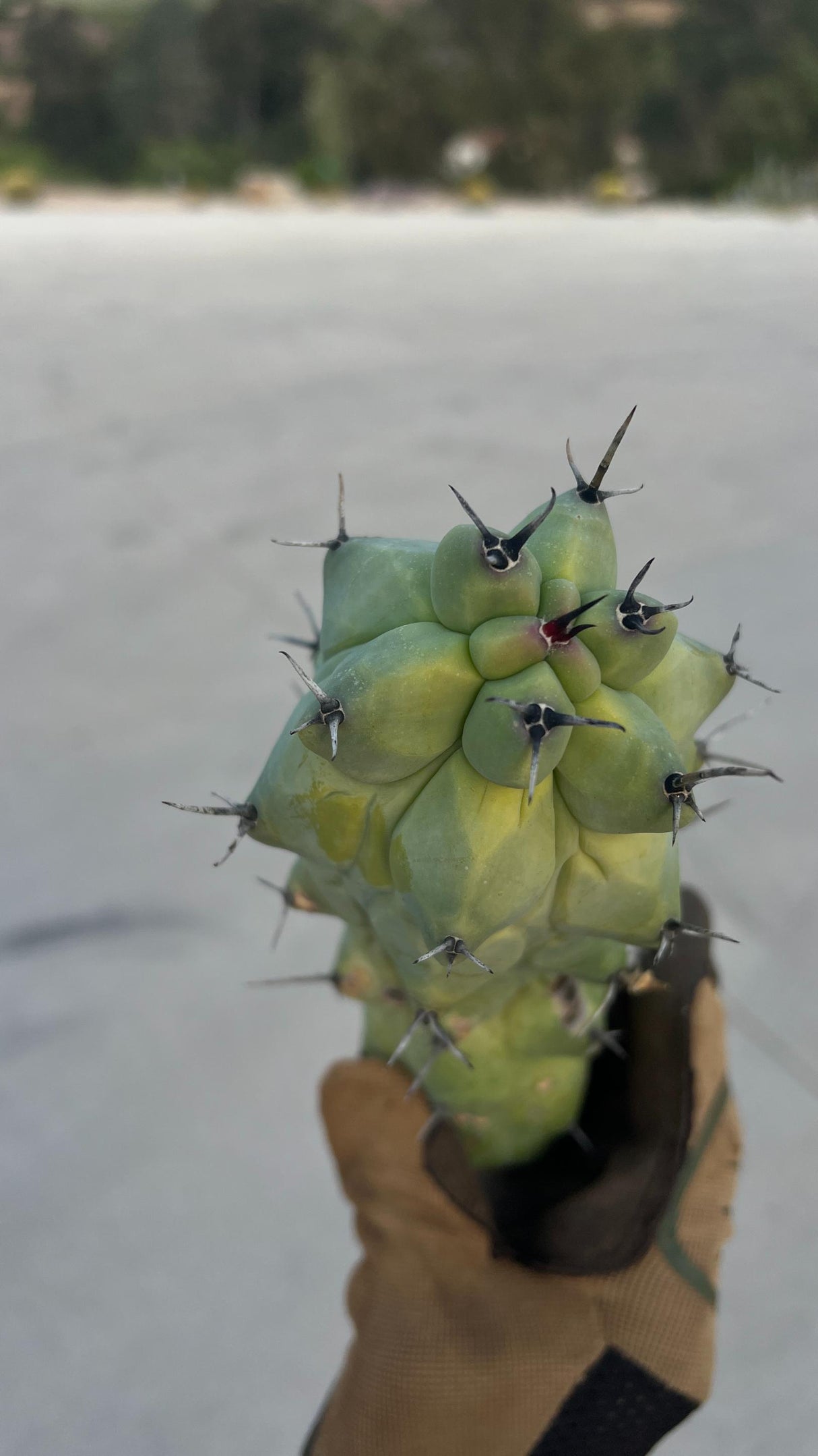 Myrtillocactus geometrizans fukurokuryuzinboku - Boobie Cactus