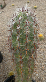Oreocereus celsianus - Old Man of the Andes Cactus