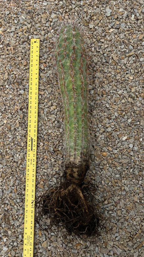 Oreocereus celsianus - Old Man of the Andes Cactus