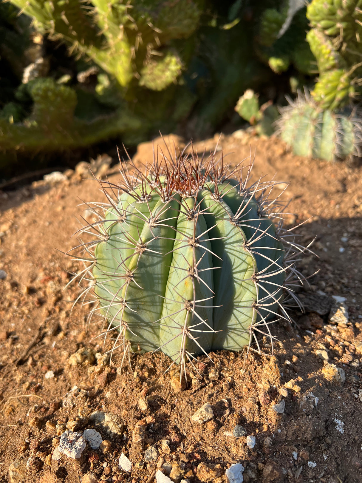 Turk's Cap Cactus - Melocactus azureus