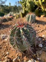 Turk's Cap Cactus - Melocactus azureus