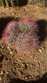 Red Barrel Cactus - Ferocactus sp. Cluster