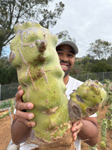Lophocereus schottii Obesa - Totem Pole Cactus