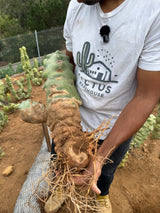 Lophocereus schottii Obesa - Totem Pole Cactus