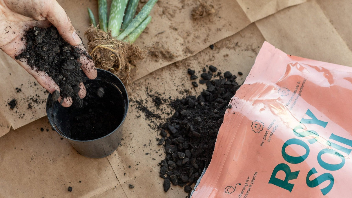 Cactus & Succulent Soil