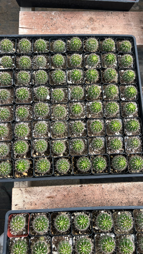 64-Pack 2” Easter Lily Cactus - Echinopsis oxygona