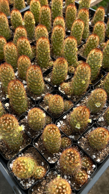 64-Pack 2” Copper King Cactus - Mammillaria elongata