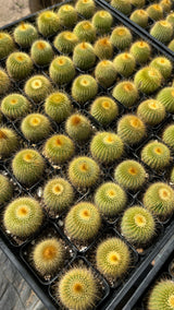 64-Pack 2” Lemon Ball Cactus - (Parodia leninghausii)