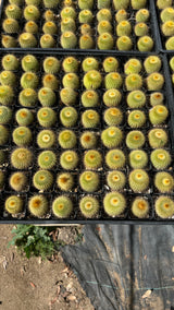 64-Pack 2” Lemon Ball Cactus - (Parodia leninghausii)