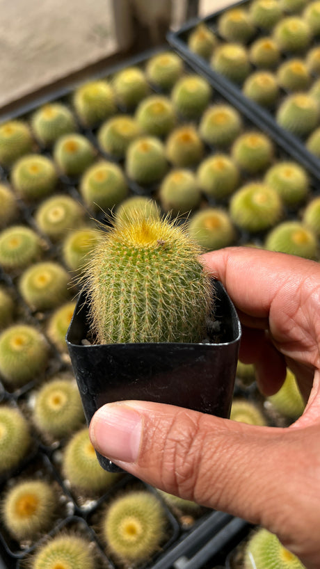 64-Pack 2” Lemon Ball Cactus - (Parodia leninghausii)