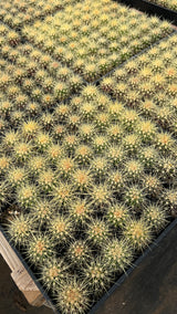 64-Pack 2” Golden Barrel Cactus - Echinocactus grusonii
