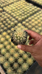 64-Pack 2” Golden Barrel Cactus - Echinocactus grusonii