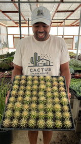 64-Pack 2” Golden Barrel Cactus - Echinocactus grusonii