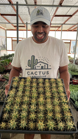 64-Pack 2” Blue Barrel Cactus - Ferocactus glaucescens