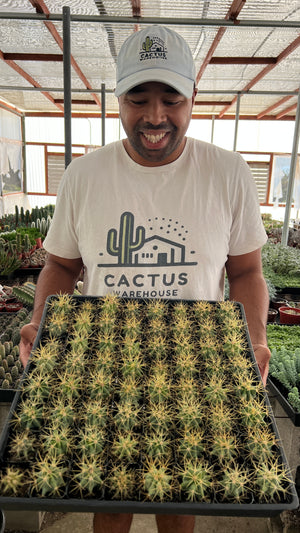 Blue Barrel Cactus