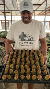 64-Pack 2” Copper King Cactus - Mammillaria elongata