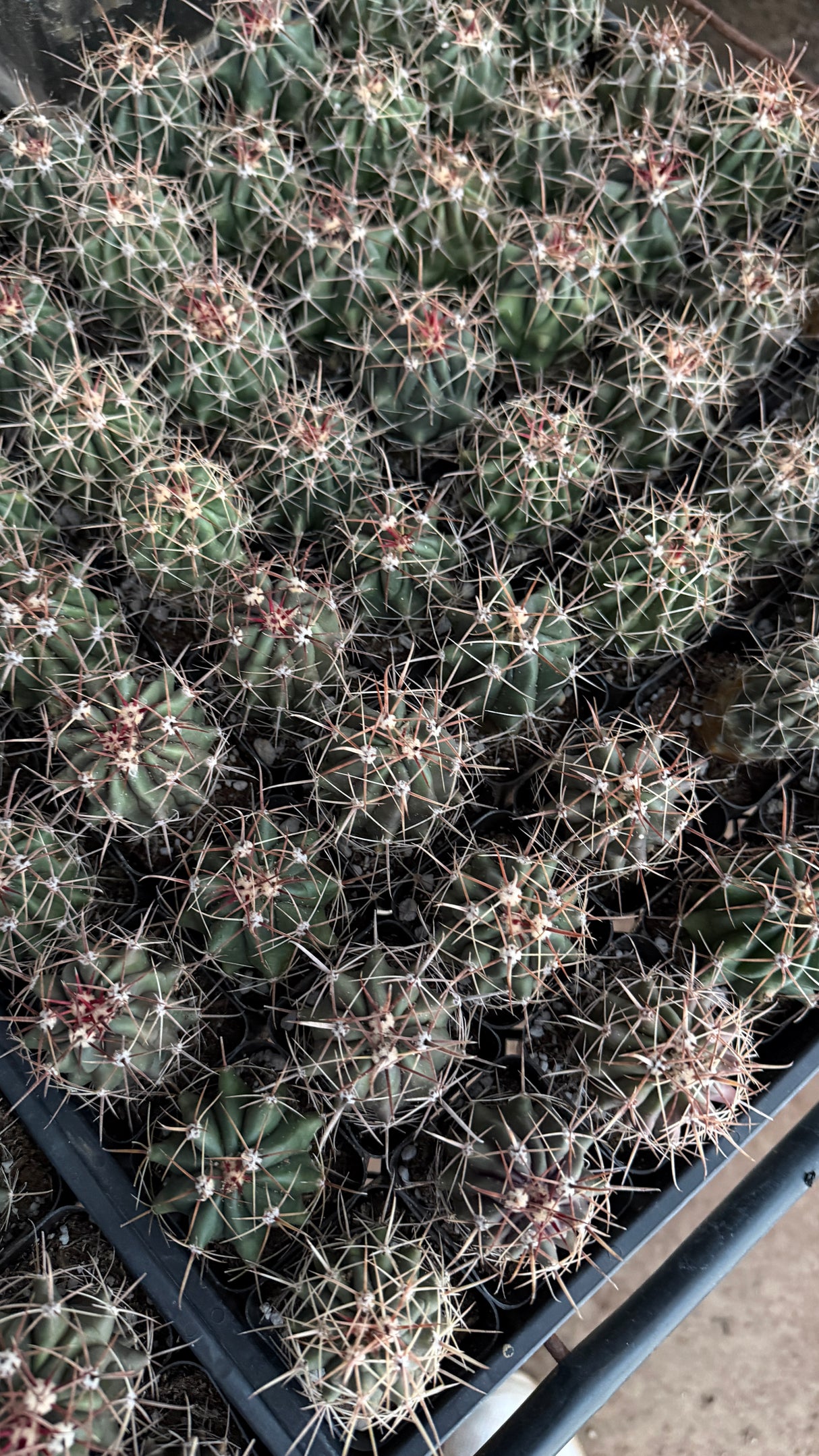 64-Pack 2” Twisted Barrel Cactus - Ferocactus wislizeni ssp. herrerae