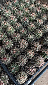 64-Pack 2” Twisted Barrel Cactus - Ferocactus wislizeni ssp. herrerae