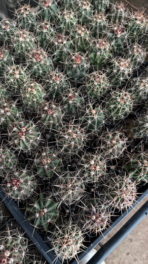 Twisted Barrel Cactus
