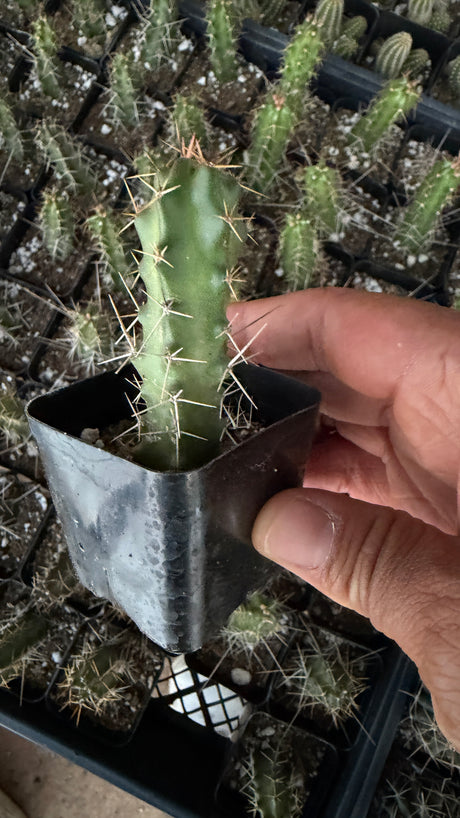 64-Pack 2” Ladyfinger Cactus - Echinocereus pentalophus