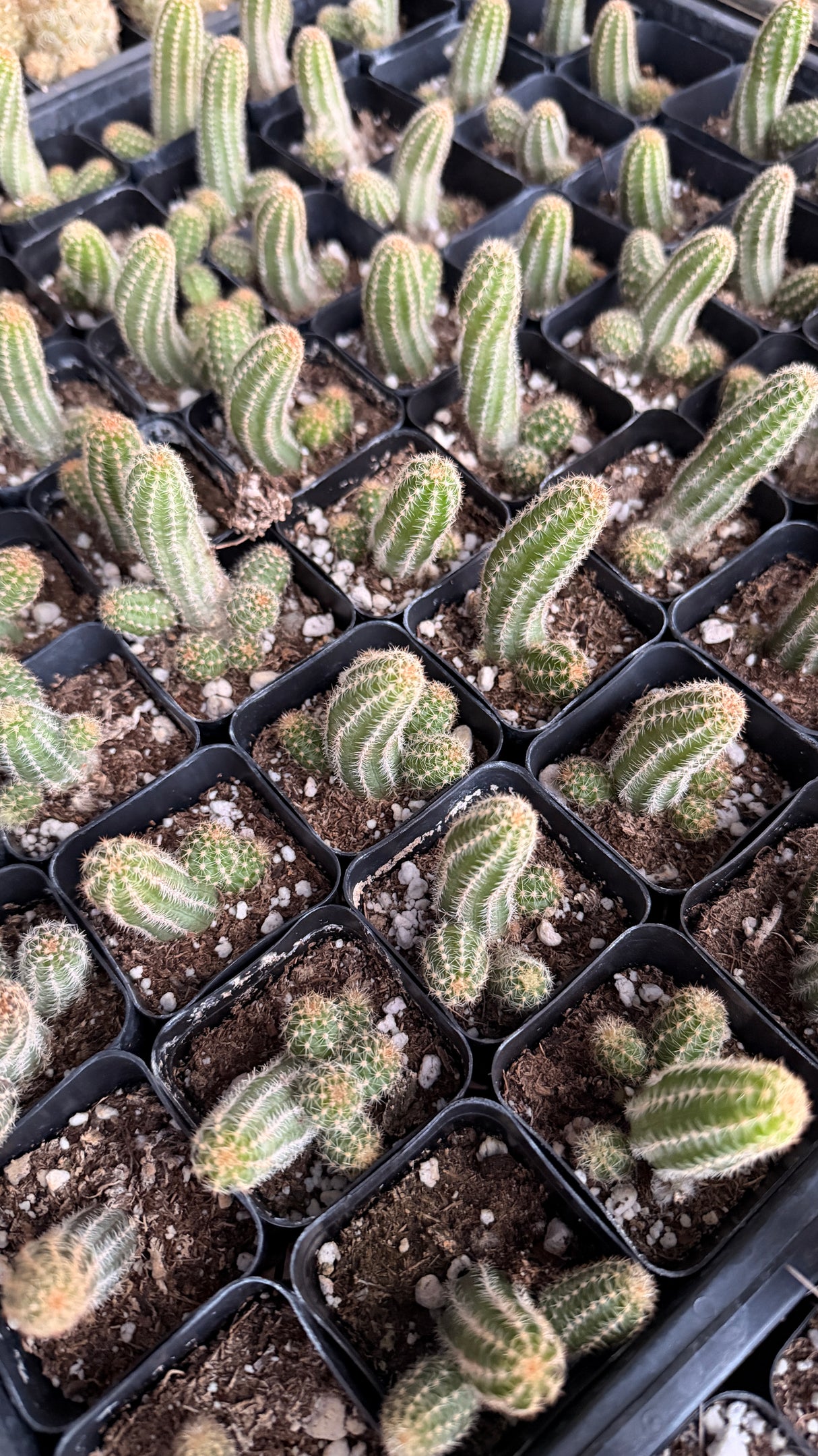 64-Pack 2” Peanut Cactus - Echinopsis chamaecereus
