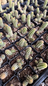 64-Pack 2” Peanut Cactus - Echinopsis chamaecereus