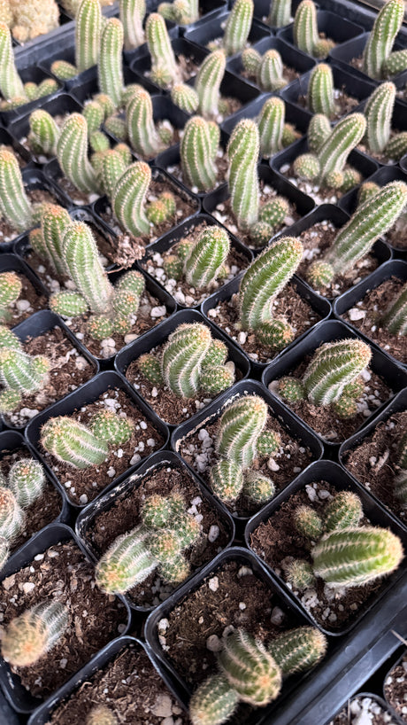 64-Pack 2” Peanut Cactus - Echinopsis chamaecereus