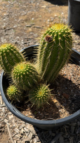 Trichocereus Hybrid