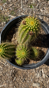 Trichocereus Hybrid