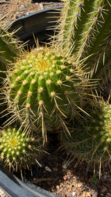 Trichocereus Hybrid