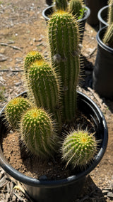 Trichocereus Hybrid