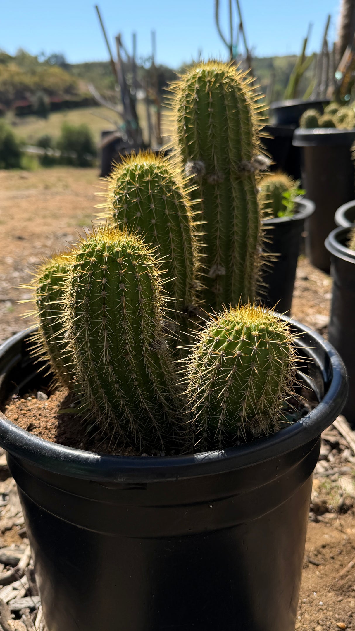 Trichocereus Hybrid