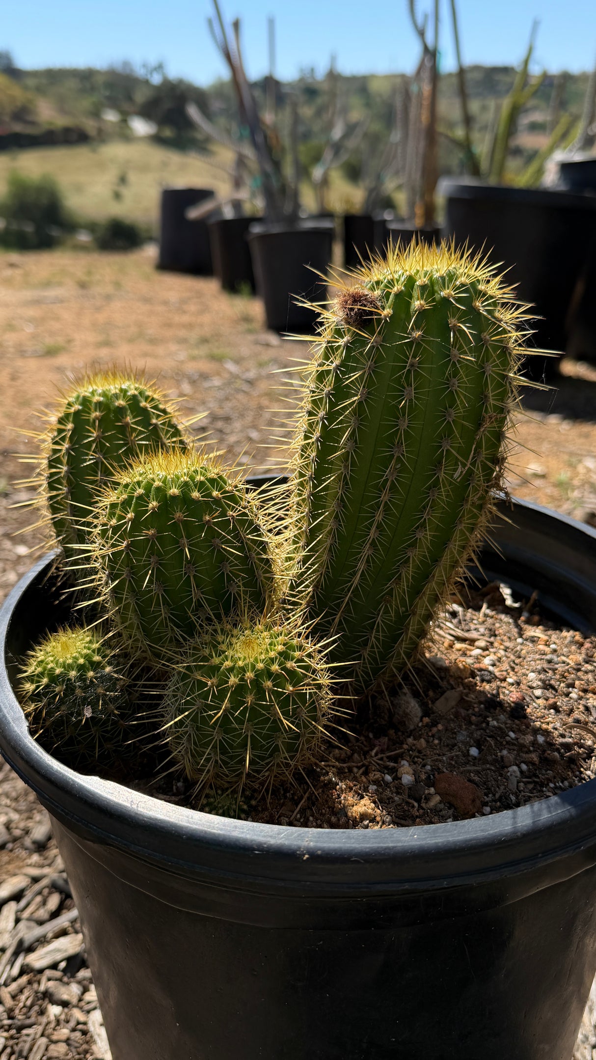Trichocereus Hybrid